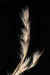 Broomsedge bluestem